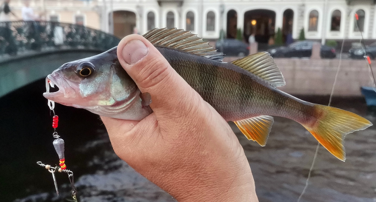 фото: Алексей Соболев