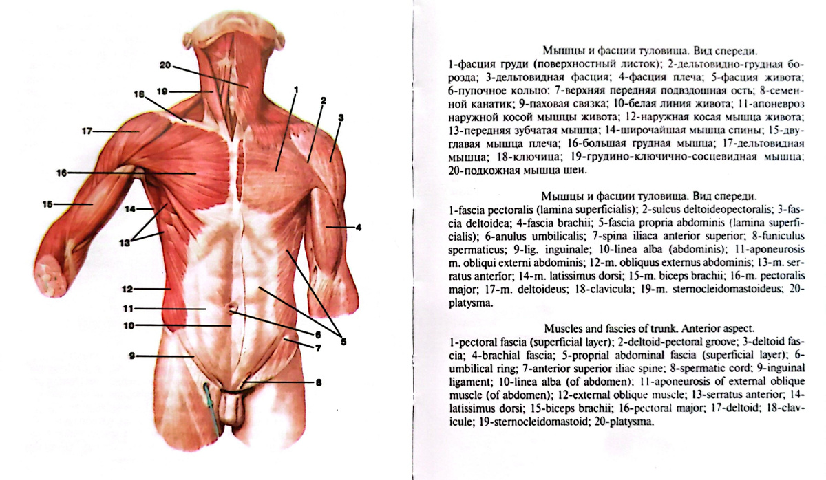 Мышцы и фасции туловища. Вид спереди. 