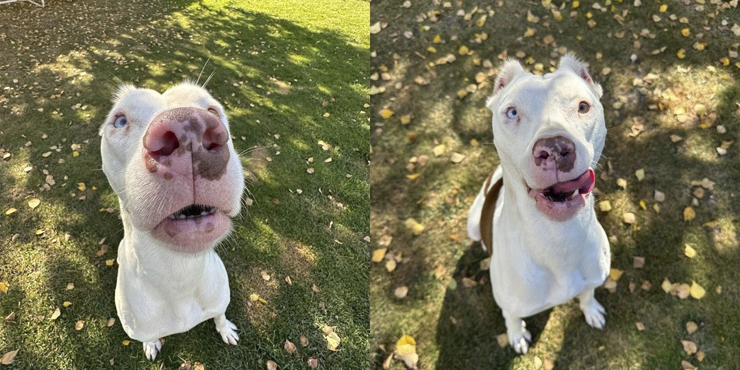 Глухая породистая собака, брошенная хозяином, обрела дом и сестричку