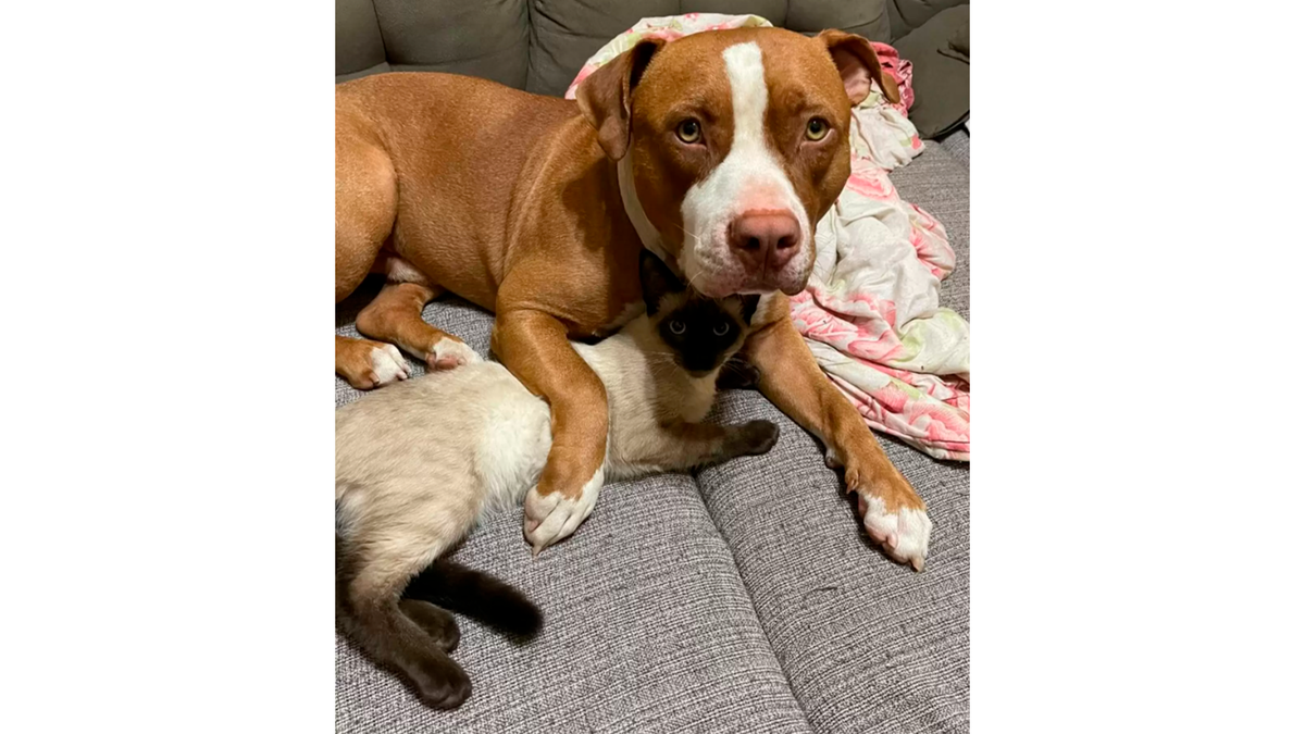    Питбуль Барук «усыновил» бездомного котенка