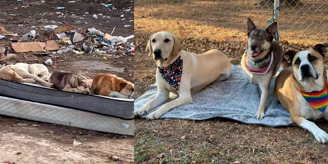 Спасенные собаки встретились спустя год и сделали милое фото