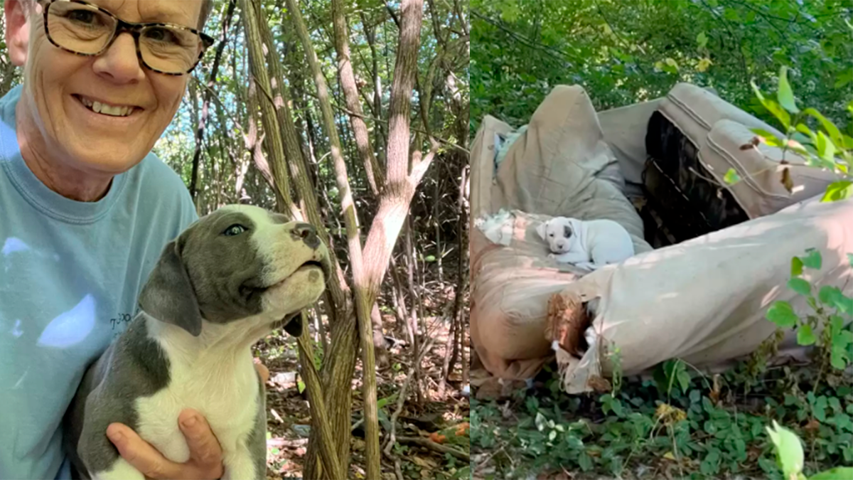    Спасатель Донна приехала к бездомным щенкам, чтобы подарить им второй шанс