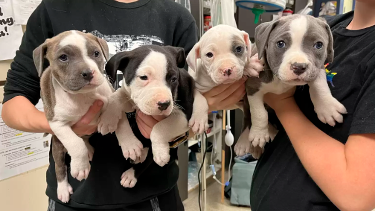    Всех малышей подлечили и отправили на передержку, где они будут ждать своих будущих хозяев