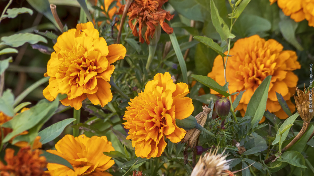 1. Бархатцы © NickFW.ru — 29.09.2024г.