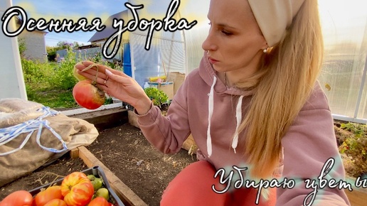 Descargar video: Осенняя уборка во дворе. Навожу порядок на участке. Убираю цветы в клумбе.