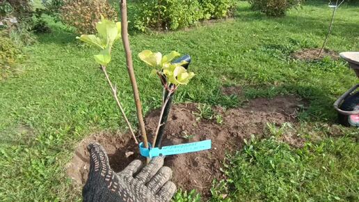 Не большой минусик питомника. Работа в 🌳саду🌳