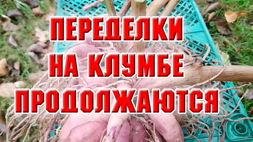 Переделки на клумбе продолжаются и другие дела