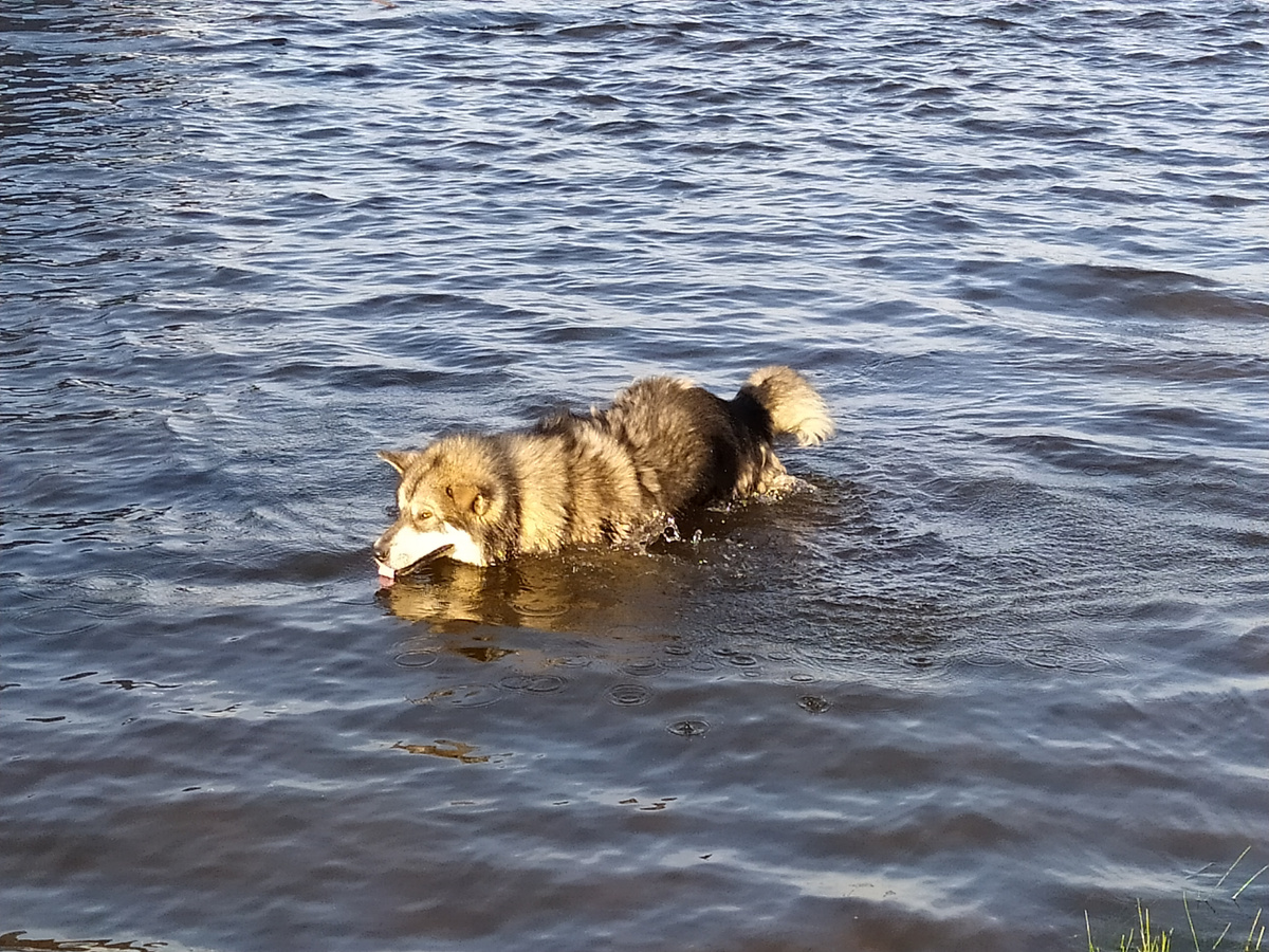 Чей-то пес ходит по енисейской воде