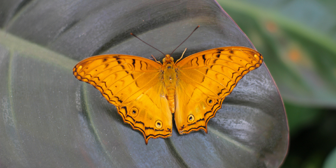 Жизнь бабочки: сколько она длится на самом деле?