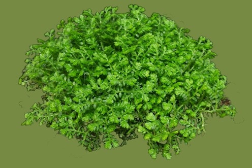 Селагинелла (Selaginella)