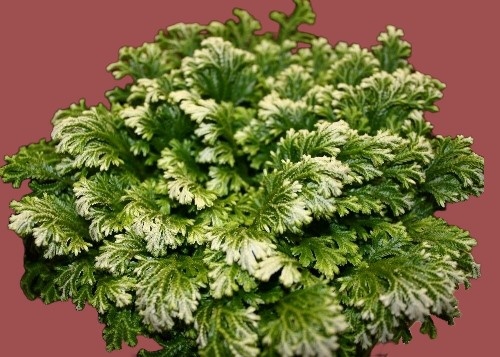 Selaginella kraussiana (Селагинелла Краусса) вариегата