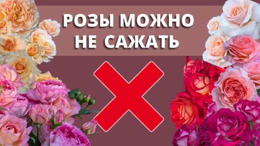 ПРИКОП ДЛЯ РОЗ НА ЗИМУ. Не можете посадить, сохраните.