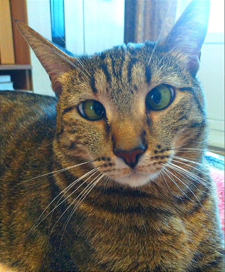Кот 😻 Тейлор