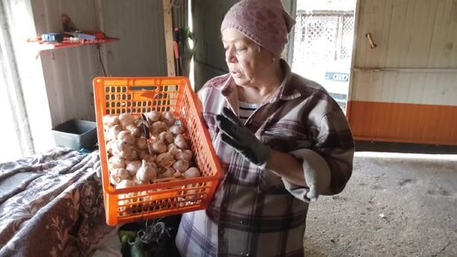 Хроника дня // пашем , пересаживаем // и снова Федя //приехали за малиной //