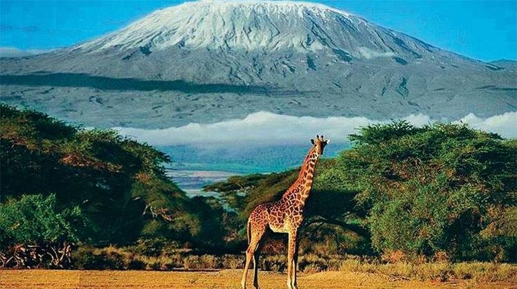     Заниматься сельским хозяйством в Кении небезопасно