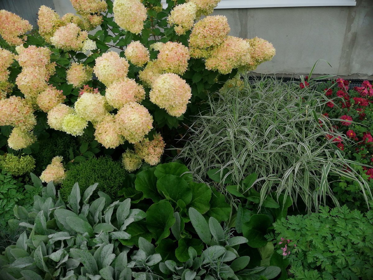 Сочетания растений составлялись исходя из фактур растений. То, что у получилось в итоге, мне нравится и пойдёт в миксбордер тоже. 