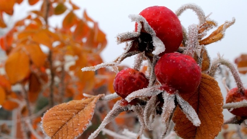 Фото: pxhere.com