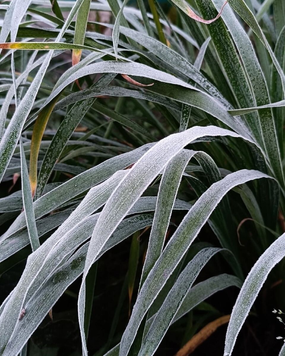    Морозное утро 30 сентября. Источник: vk.com/barneos22