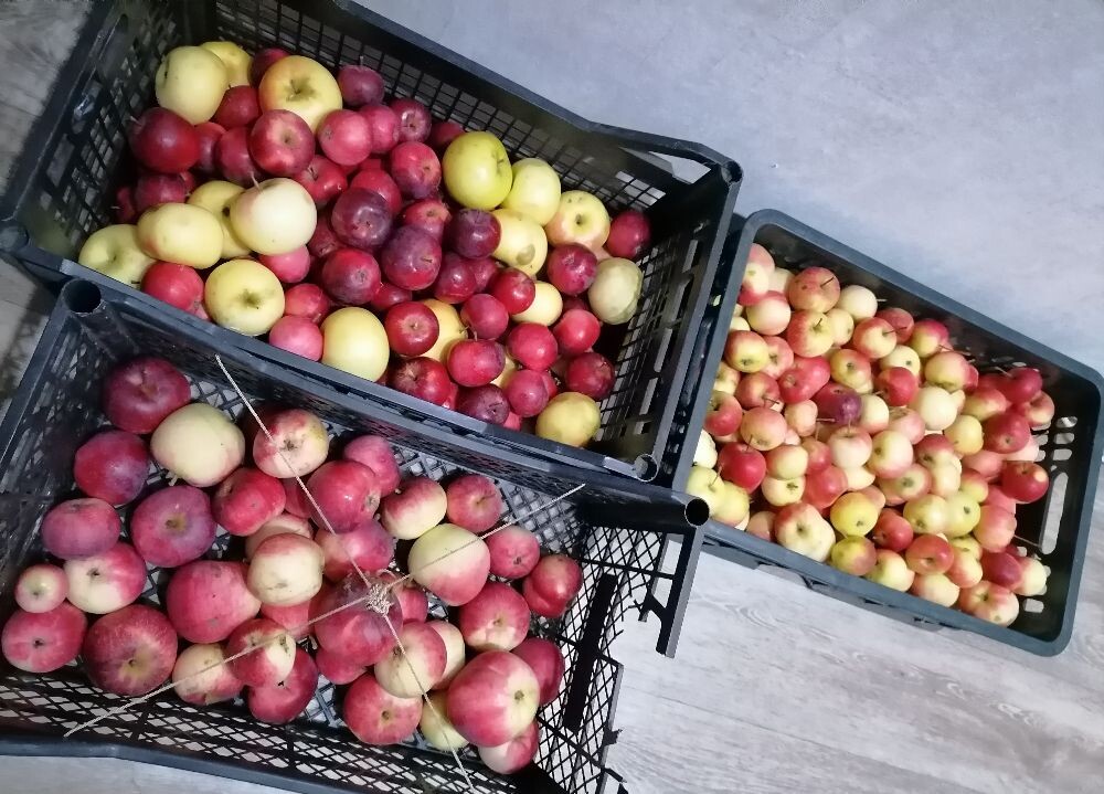 Яблочки с дачи сына и с моего сада