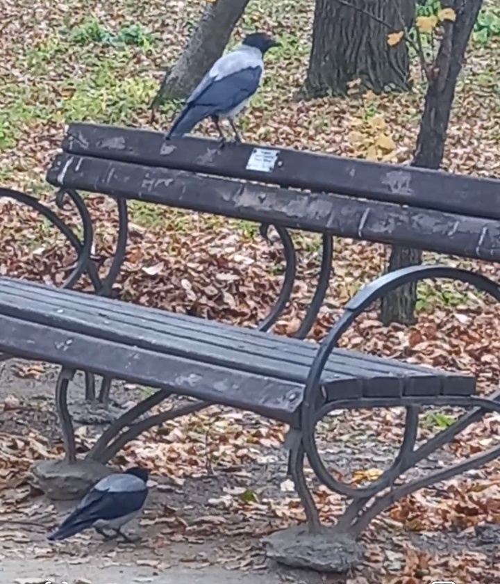 В парке я всё снимаю и фотографирую