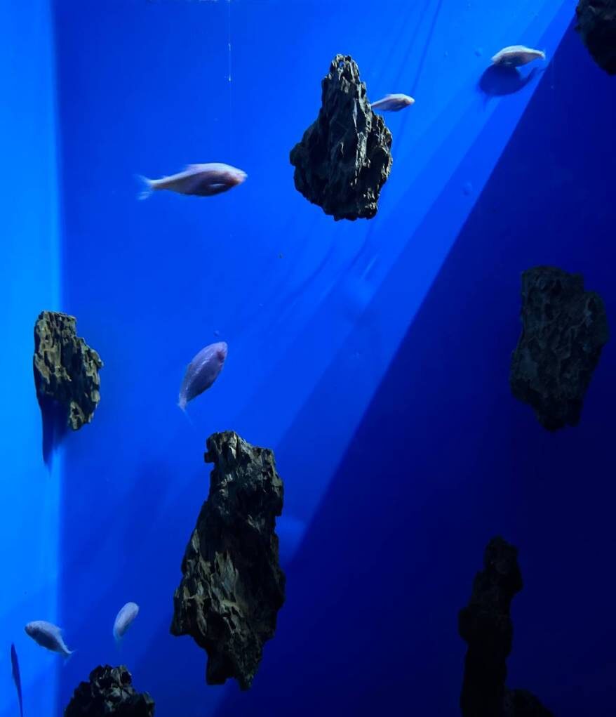    Источник фото: primocean_aquarium