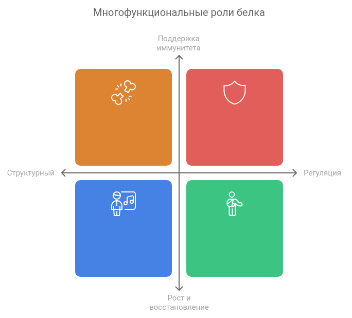 функции белка