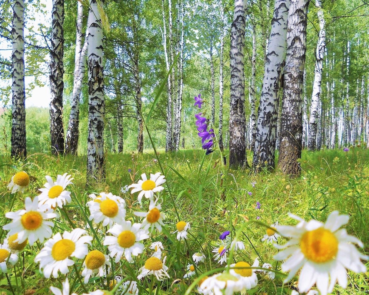 Просто картинка из интернета.