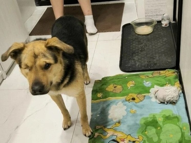     Фото: Помощь Бездомным Животным "ЖиВи" г.Тюмень.