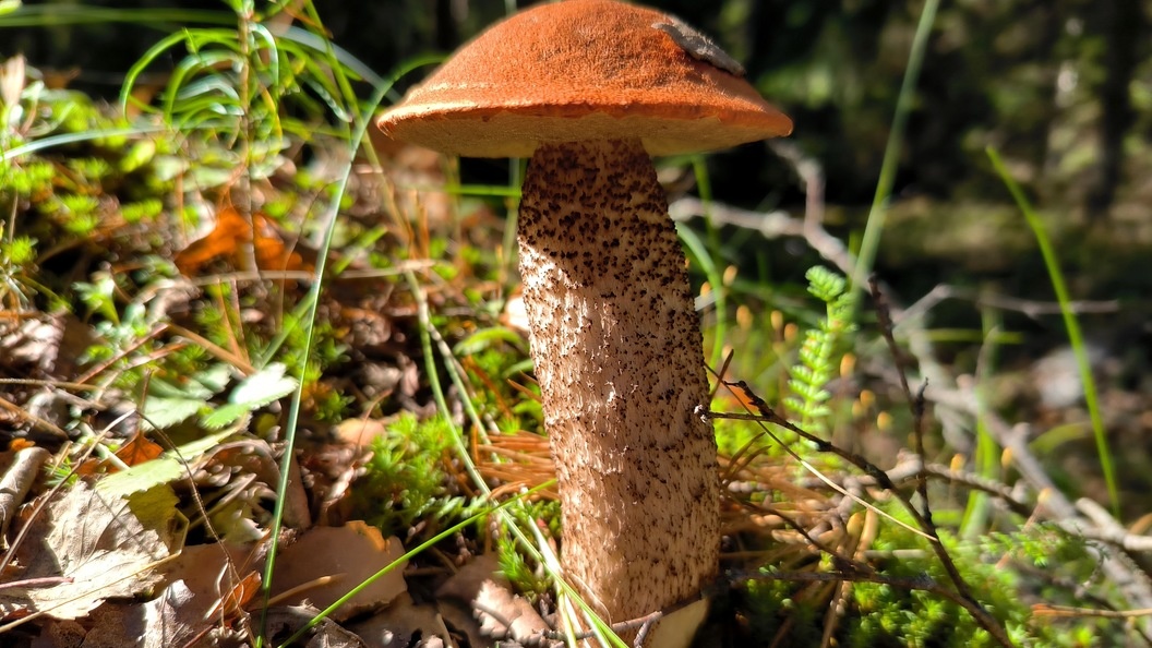    Maksim Konstantinov/Global Look Press