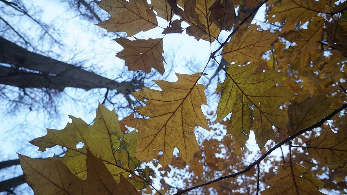    Фото: Анатолий Цымбалюк / Вечерняя Москва