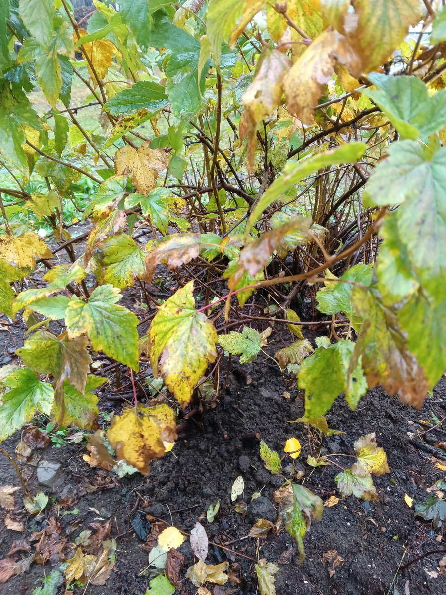 фото автора: теперь каждый куст смородины просматривается