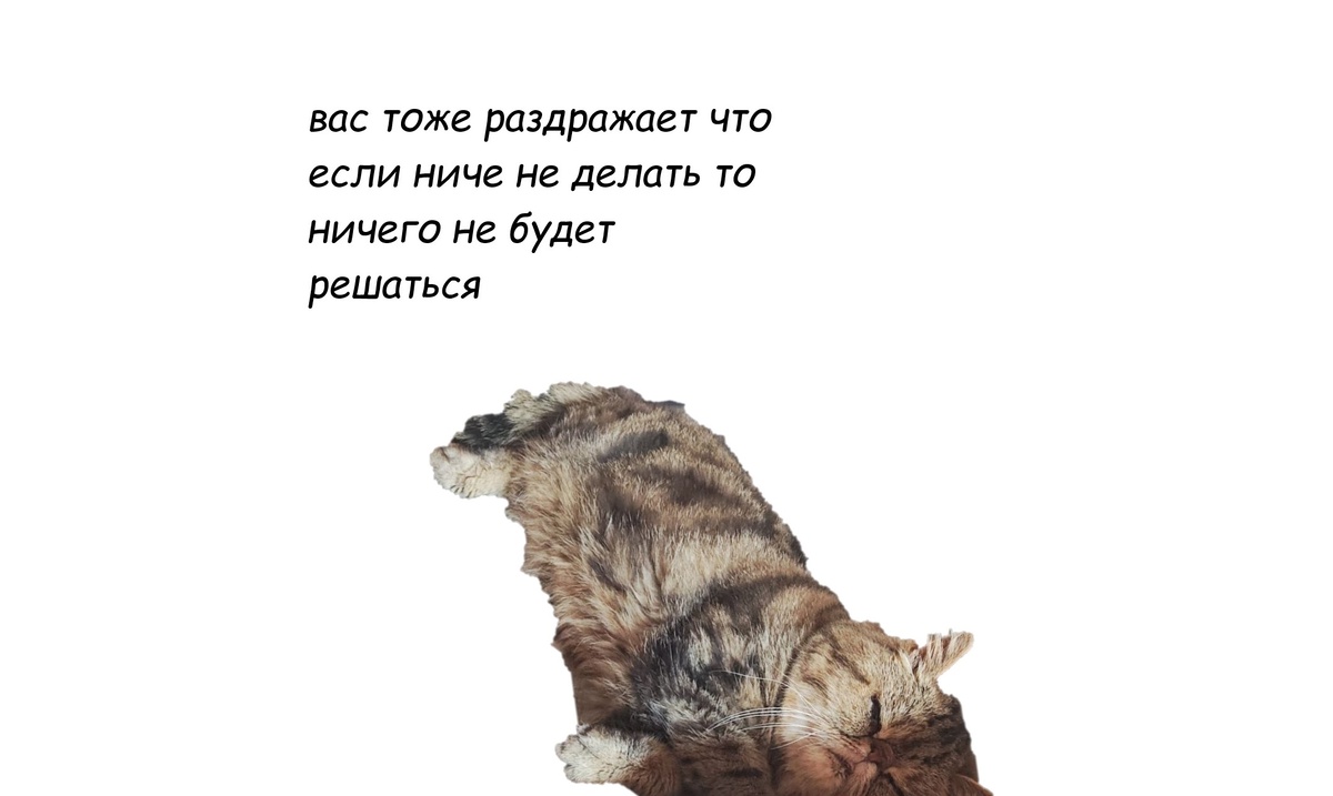 Кот собственность автора, шутка из интернета