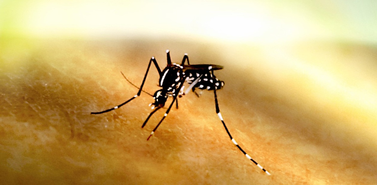 Комар рода Aedes