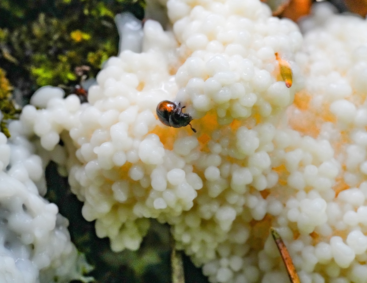 Муцилаго корковый (Mucilago crustacea)