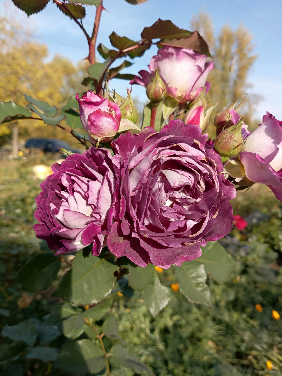 Хоровое общество. 