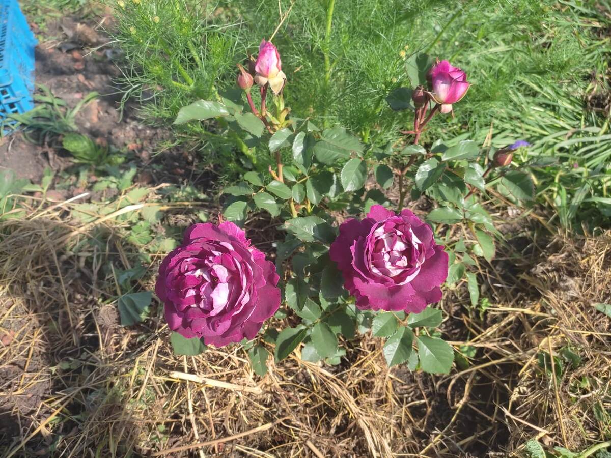 Хоровое общество.