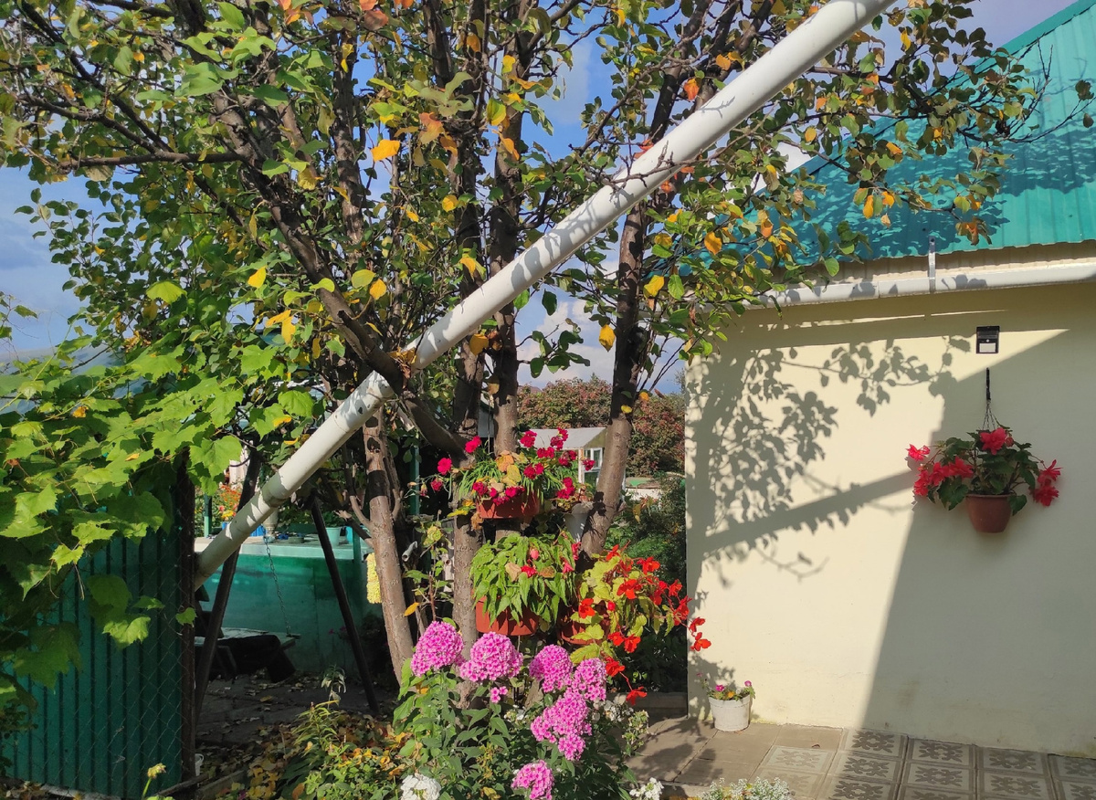 Во дворе моего дома