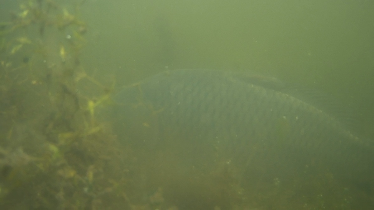 В водорослях прятались карпы...