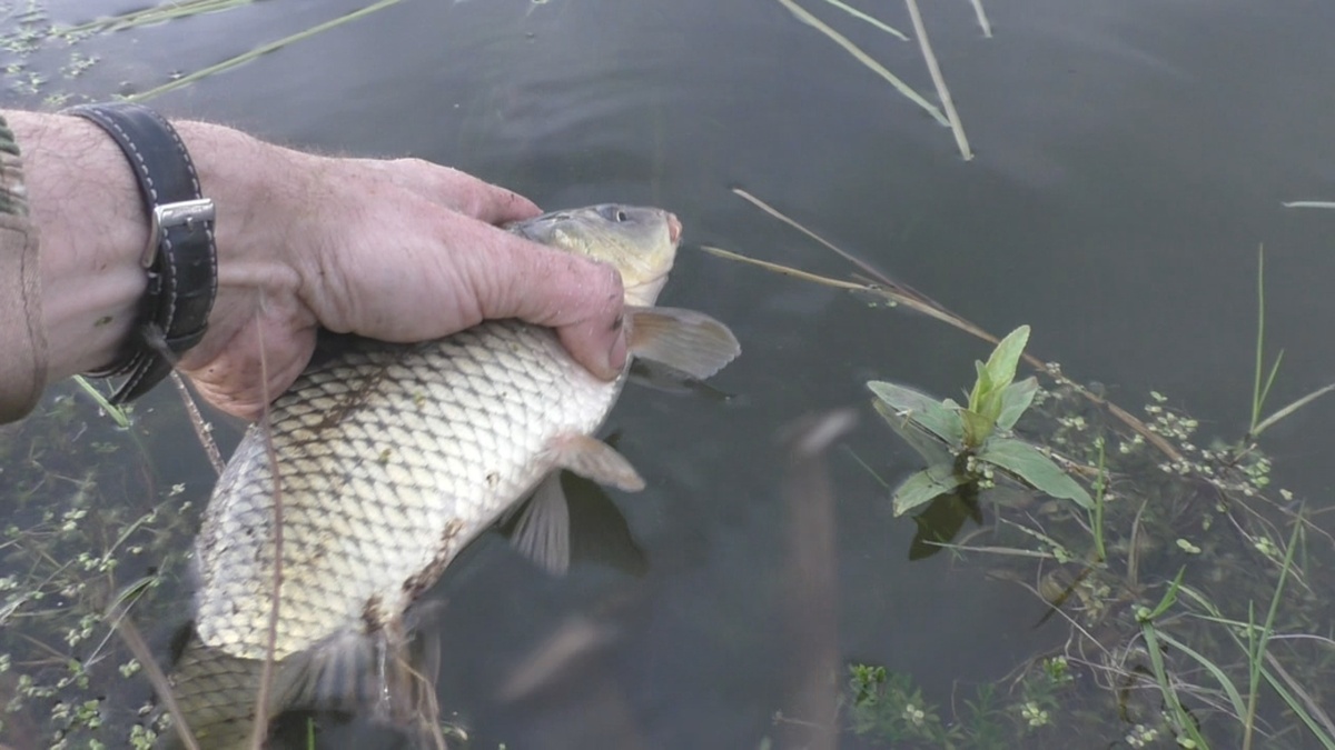 В огородном пруду карпята слабо выросли за сезон