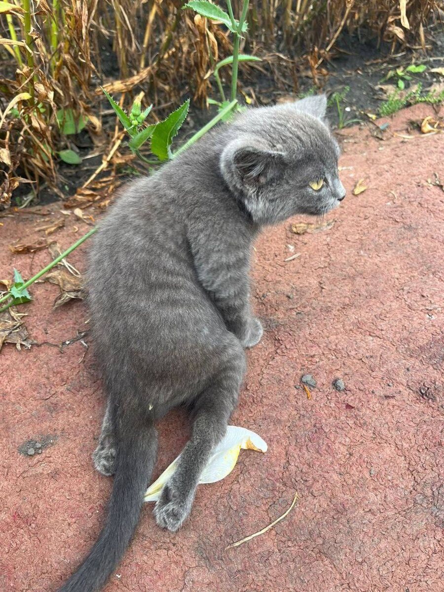 Состояние Адеи на улице