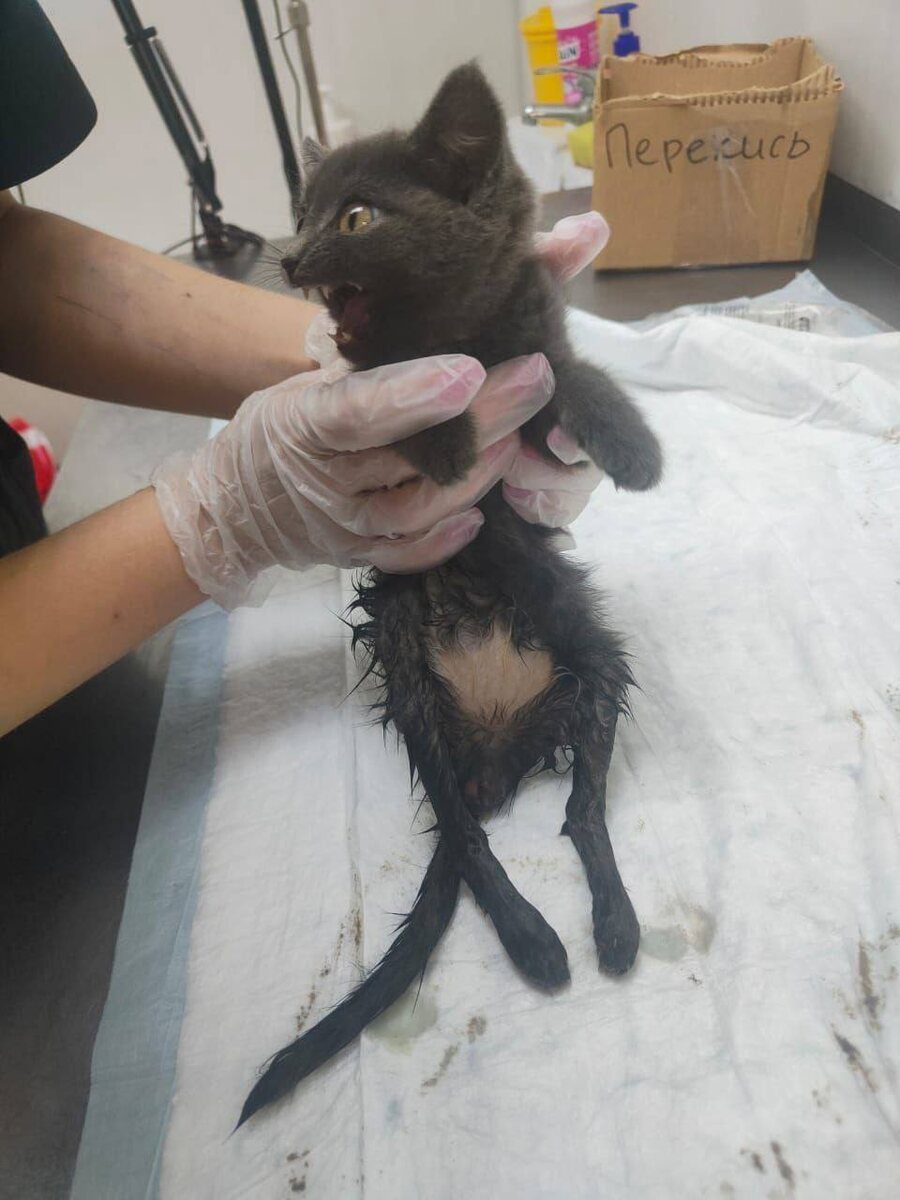 Адея при первом приезде в приют