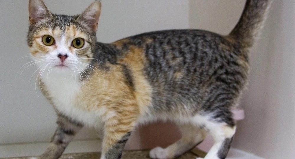 Малышка Сирена мечтает о теплом и уютном доме 🏠🐈