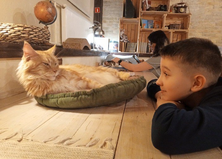 Каникулы — время посетить популярное котокафе города. Фото автора