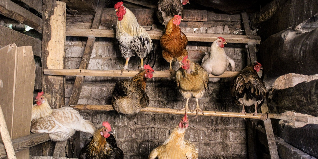 Иерархия куриц: Место повыше и клевок в спину. Интересные разборки внутри курятника