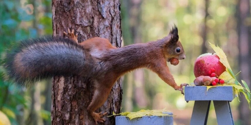    Алёна Бобрович