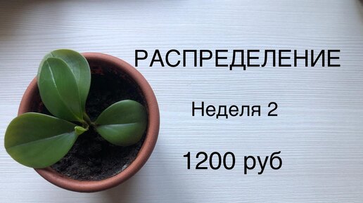 РАСПРЕДЕЛЕНИЕ ДЕНЕГ ИЗ КОНВЕРТОВ В КОПИЛКУ. НЕДЕЛЯ 2.