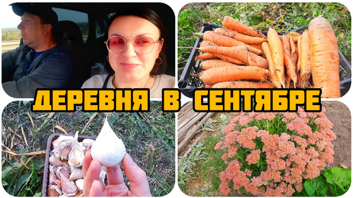 КОНЕЦ СЕНТЯБРЯ 🍁 КОПАЕМ МОРКОВЬ 🥕 И САЖАЕМ ЧЕСНОК 🧄 всё успели 😊 НАША ДЕРЕВНЯ 🏡