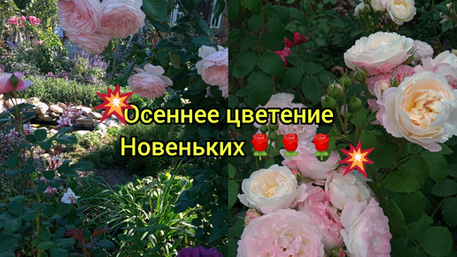 💥Цветут розы из трёх питомников😍🙏🥰💥первогодки, интересные сорта😃😍💕💕💕