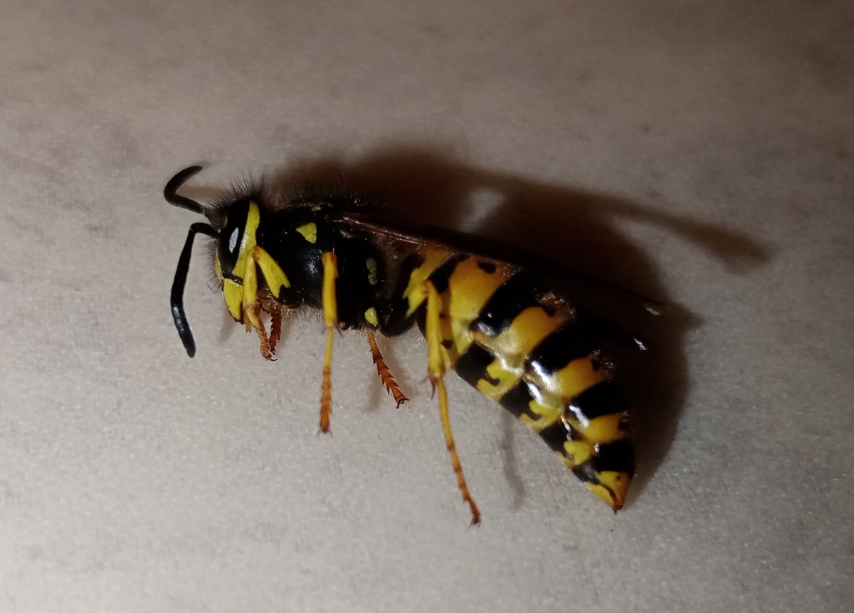 а эта уже протянула лапки