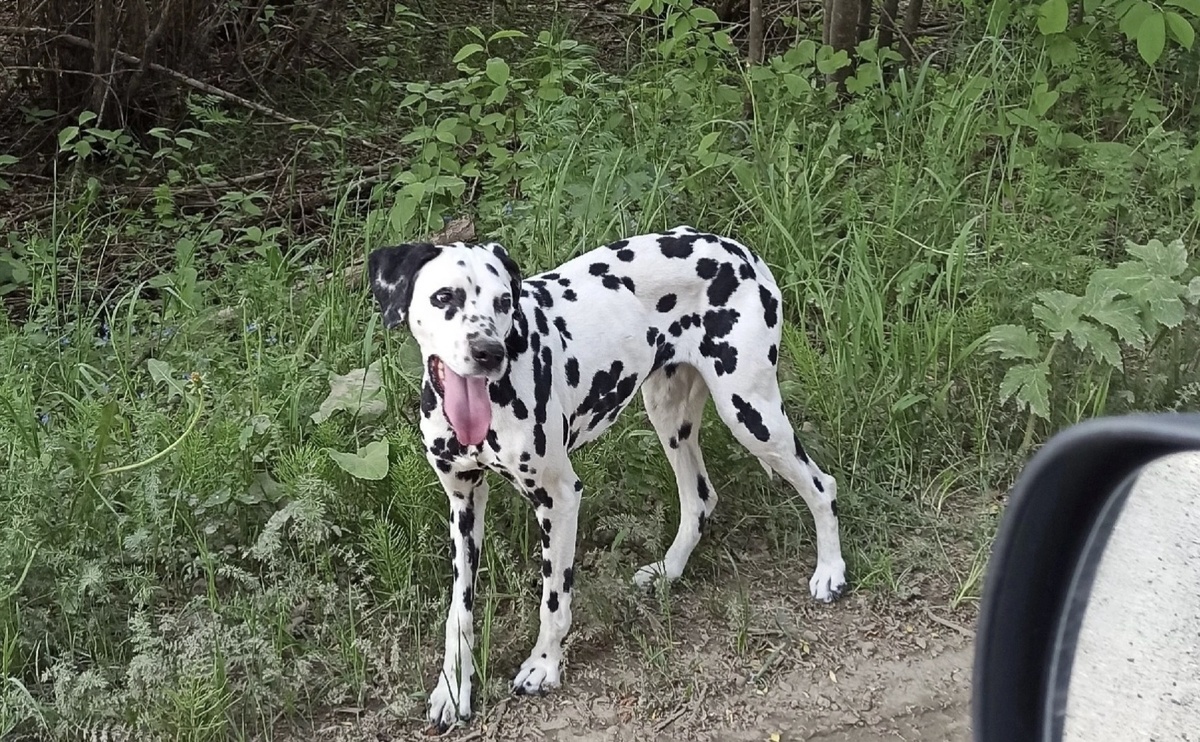 Гуляла девочка по деревне одна-одинешенька, без людей